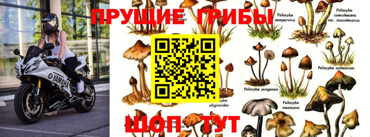Муром  Галлюциногенные грибы Psilocybe  Галлюциногенные грибы прущие грибы  Вход с VPN 